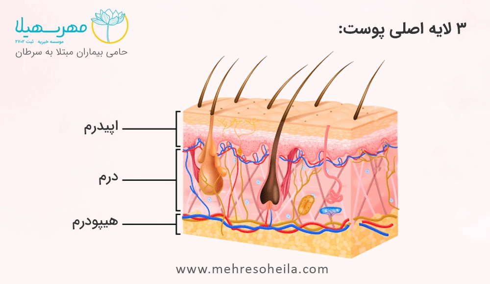 لایه های اصلی پوست