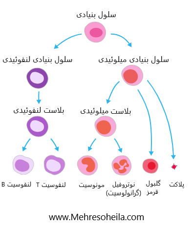 سلولهای خونی