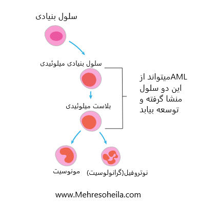 سلولهای میلوئیدی