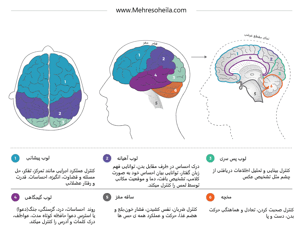 آناتومی مغز 