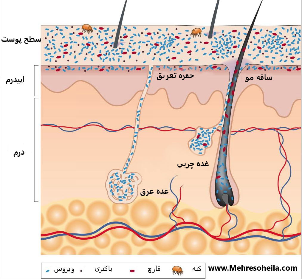 skin پوست